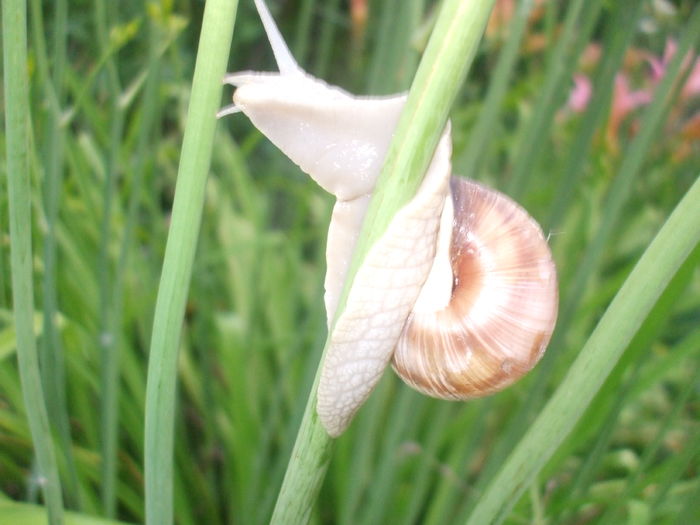 DSCF9201 - Hemerocalisi si alte flori in 2016