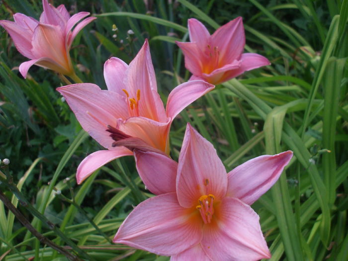 DSCF9194 - Hemerocalisi si alte flori in 2016