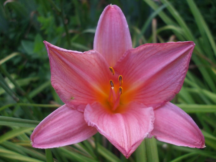 DSCF9195 - Hemerocalisi si alte flori in 2016