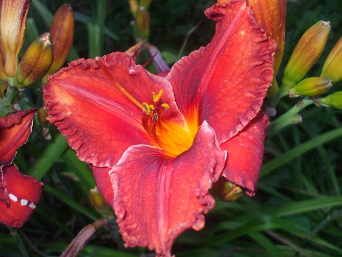 DSCF9246 - Hemerocalisi si alte flori in 2016