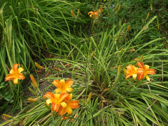 DSCF9269 - Hemerocalisi si alte flori in 2016