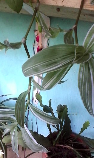 IMG_20160806_180112 - Tradescantia fluminensis variegata