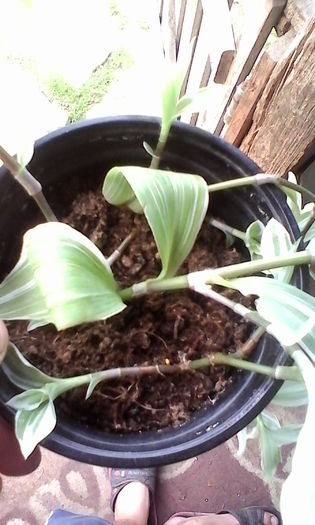 IMG_20160806_180129 - Tradescantia fluminensis variegata