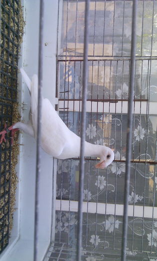 acela%u0219i de vinzare