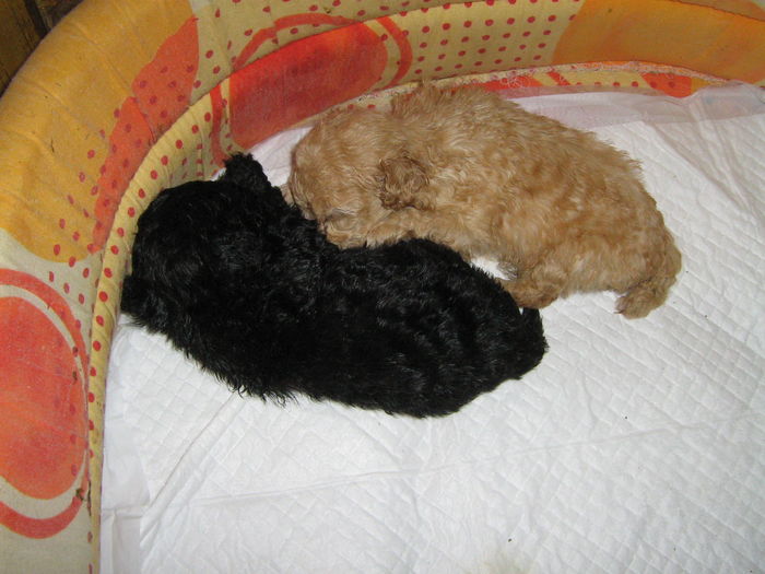 Duo Bruny