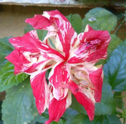 Hibiscus Baptistii - Hibiscus Baptistii