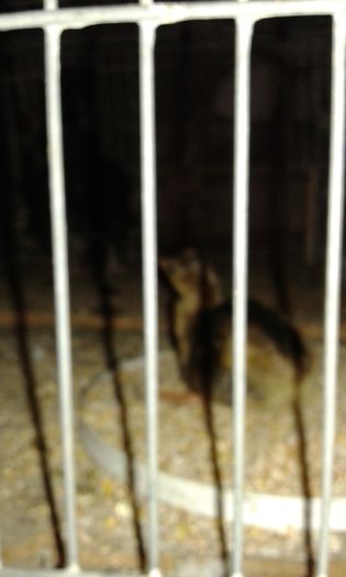 Primul puisor de paun