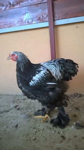 WP_20160806_17_36_44_Pro - Brahma Herminat Închis