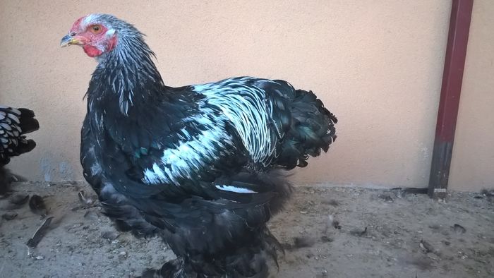 WP_20160806_17_36_59_Pro - Brahma Herminat Închis