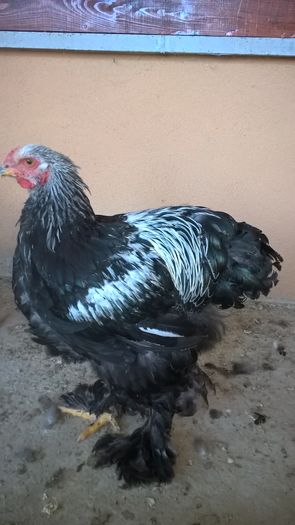 WP_20160806_17_37_03_Pro - Brahma Herminat Închis