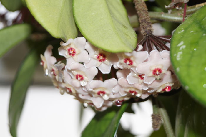 DSC01222 - hoya carnosa