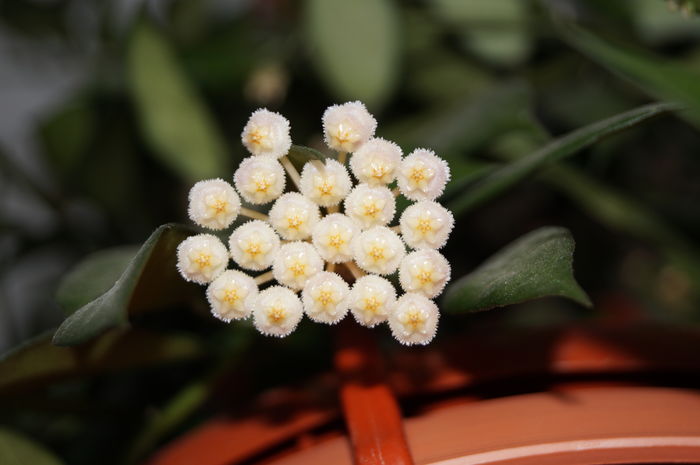 DSC01226 - hoya lacunosa