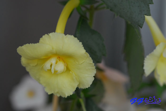 YER - 07 Achimenes 2016