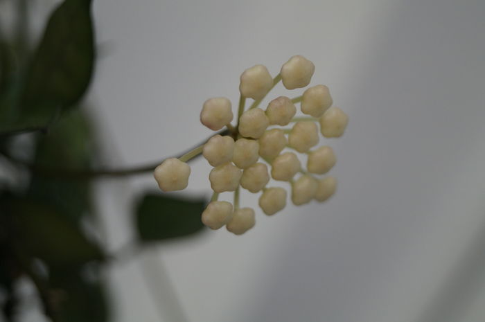 DSC02165 - hoya lacunosa