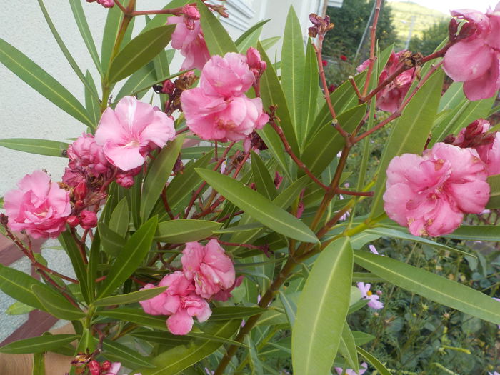 DSCN1213[1]