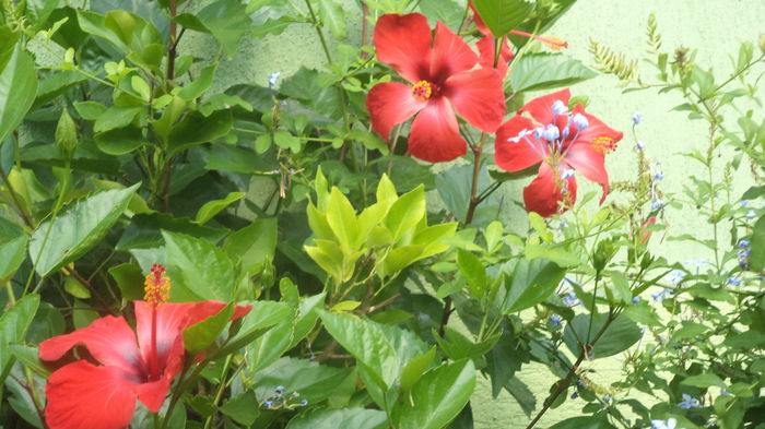 DSC06148 - august 2016