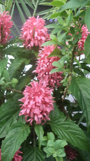 DSC06151 - august 2016