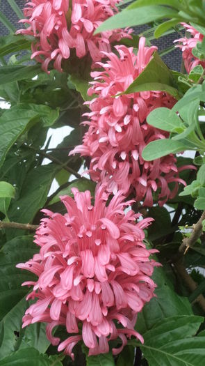 DSC06152 - august 2016