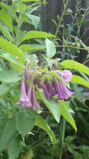 DSC06153 - august 2016