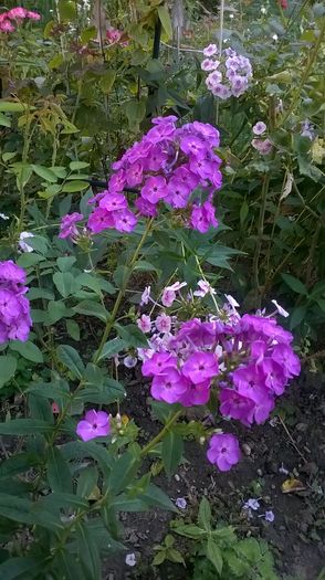 WP_20160804_104 - Phlox si alte perene