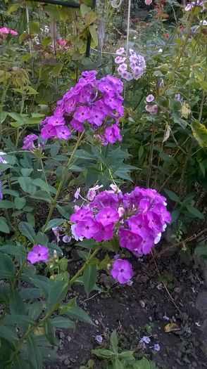 WP_20160804_105 - Phlox si alte perene