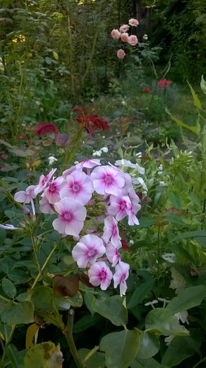 WP_20160804_107 - Phlox si alte perene