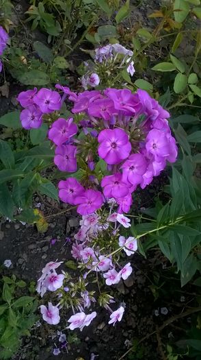 WP_20160804_135 - Phlox si alte perene