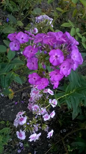 WP_20160804_136 - Phlox si alte perene