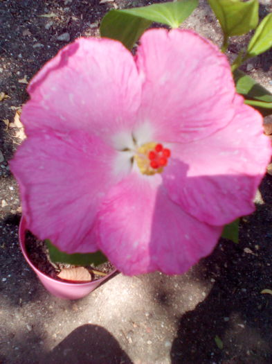 IMG_20160807_113736 - Hibiscus Pinka