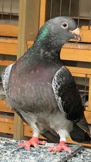 2016-07-31 22.03.55; Fata-2015
