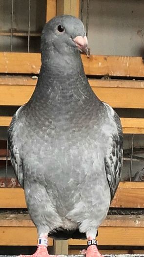  - PENTRU CRESCATORII CARE SE RESPECTA