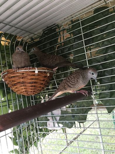 image - TURTURELE ZEBRA - ZEBRA DOVE