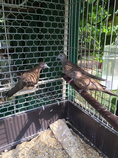 image - TURTURELE ZEBRA - ZEBRA DOVE