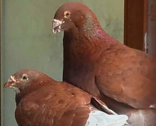 PERECHE-2016 - PENTRU CRESCATORII CARE SE RESPECTA