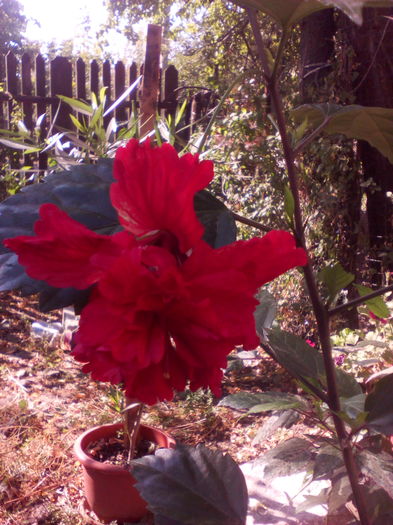 IMG_20160804_092502 - hibiscus El capitolio Boody Mary