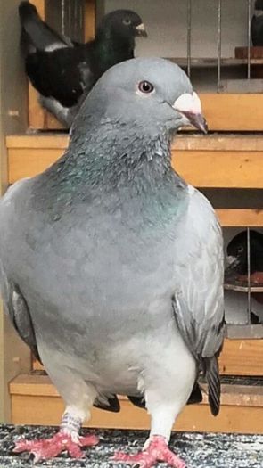 fata-2015 - PENTRU CRESCATORII CARE SE RESPECTA