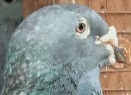  - PENTRU CRESCATORII CARE SE RESPECTA