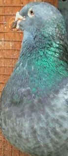  - PENTRU CRESCATORII CARE SE RESPECTA