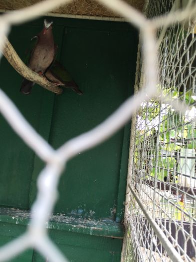 image - TURTURELE  ARIPA VERDE-EMERALD DOVE