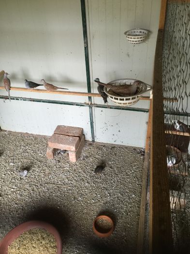 image - TURTURELE DIAMANT