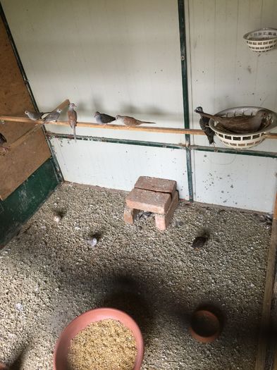 image - TURTURELE DIAMANT