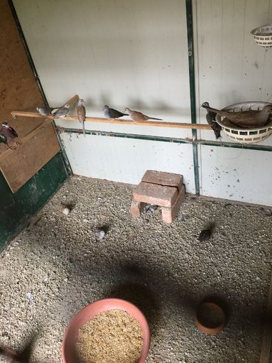 image - TURTURELE DIAMANT