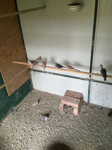 image - TURTURELE DIAMANT