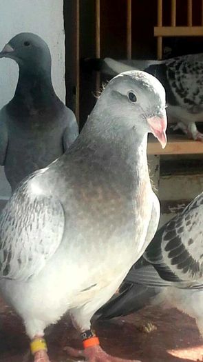 FATA-2016 - PENTRU CRESCATORII CARE SE RESPECTA