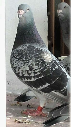  - PENTRU CRESCATORII CARE SE RESPECTA