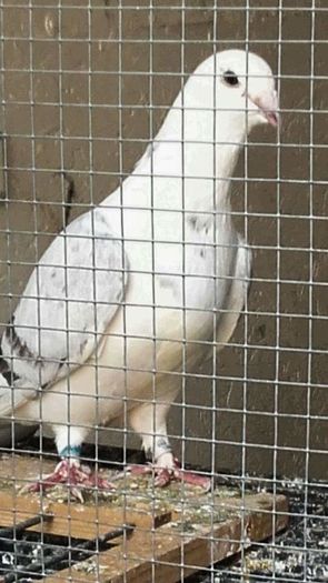 Fata-2014; DISSPONIBILA
