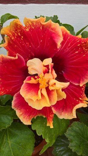 WP_20160807_12_36_03_Pro - Hibiscus Tahitian Spotted Sun