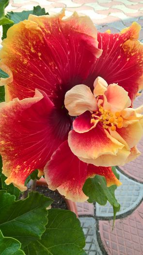 WP_20160807_12_36_14_Pro - Hibiscus Tahitian Spotted Sun