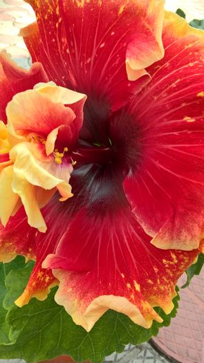 WP_20160807_12_36_22_Pro - Hibiscus Tahitian Spotted Sun