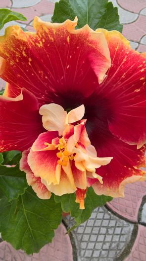 WP_20160807_12_36_28_Pro - Hibiscus Tahitian Spotted Sun